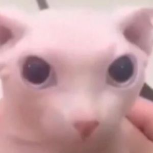 Meet your Posher, Evan